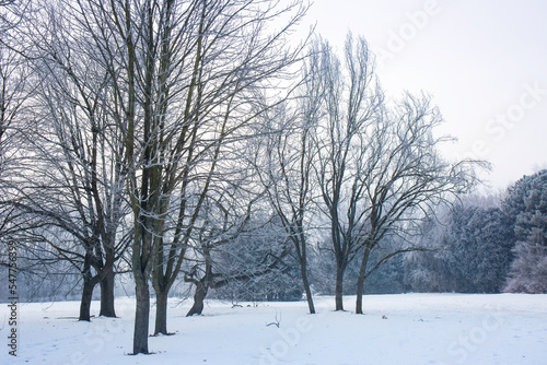 Frosty forest in winter © Mallivan