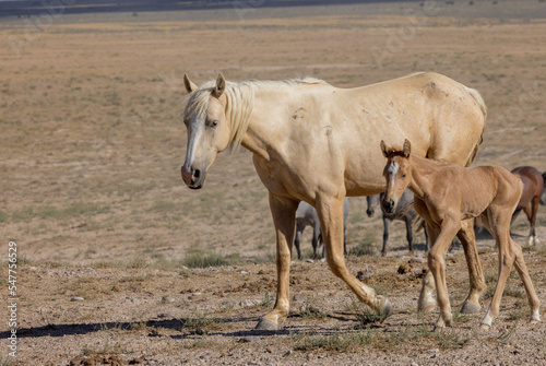 Wild Horse Mare and Foal in Summer in the Utah Desert