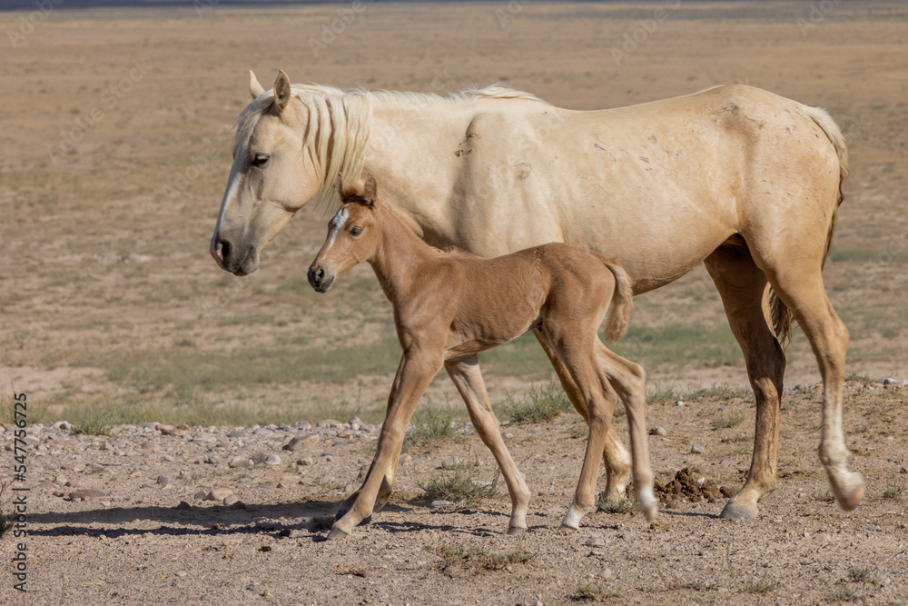 Wild Horse Mare and Foal in Summer in the Utah Desert