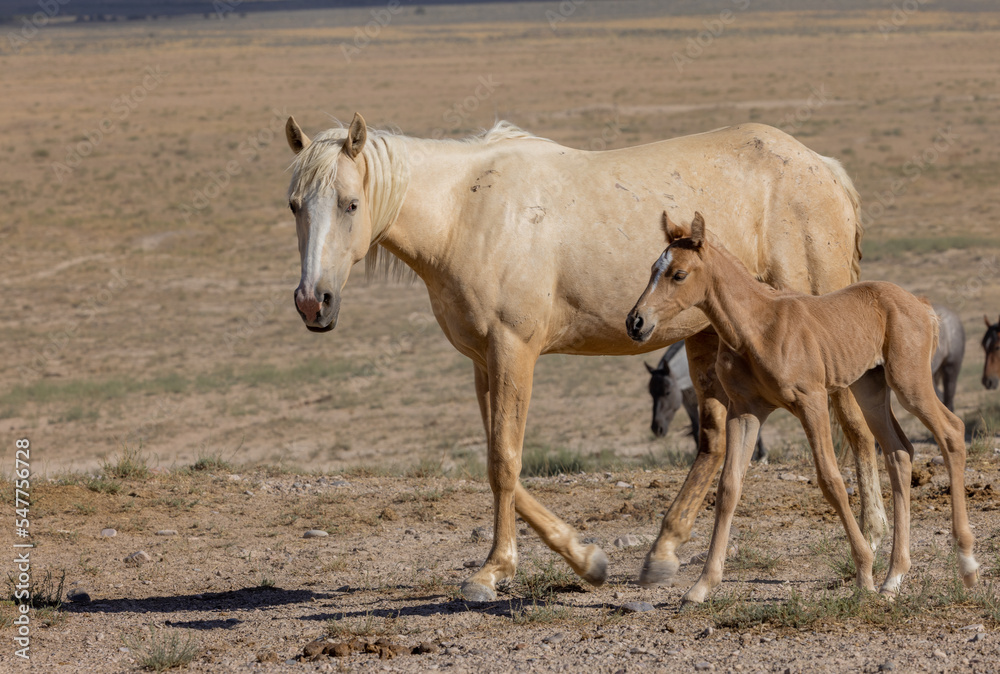 Wild Horse Mare and Foal in Summer in the Utah Desert