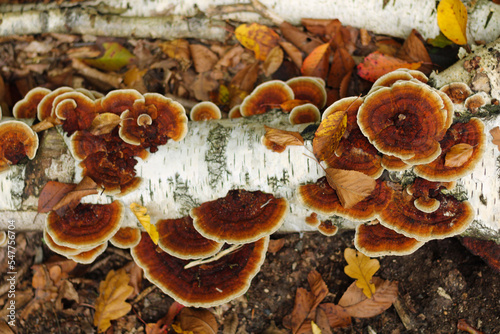 mushrooms on a tree photo