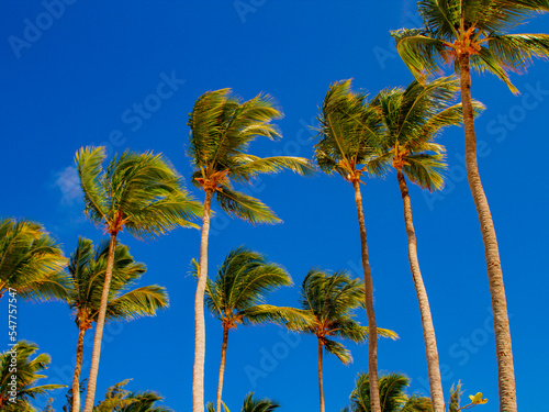 Palms on the Caribbean beach