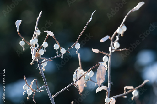 Silverberry or wolf willow berries in winter  photo