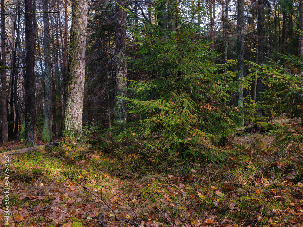 Fototapeta premium Herbst Mischwald Marburg Hessen