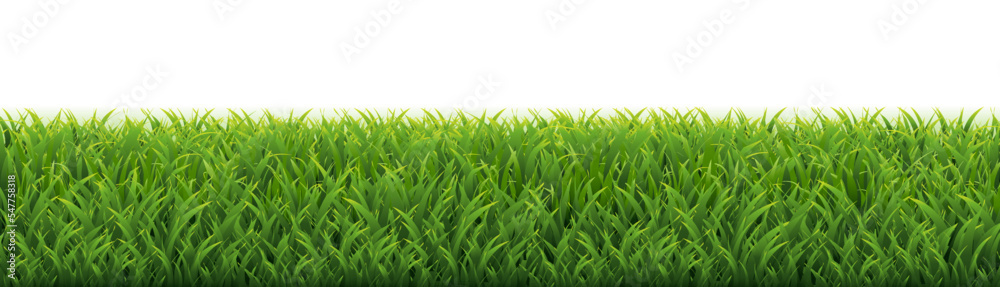 Obraz premium green grass isolated on white background