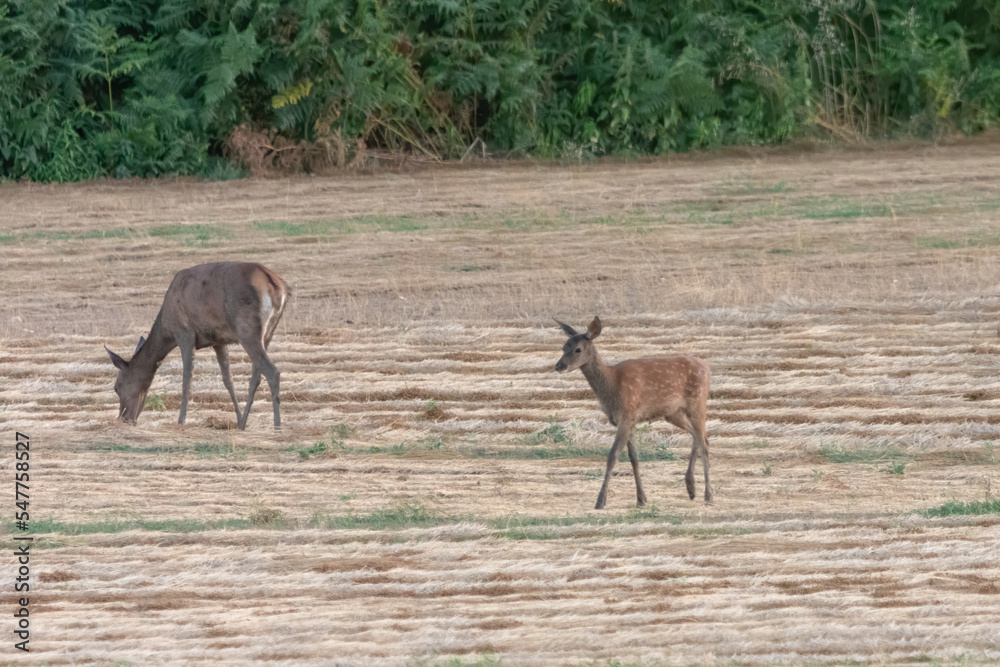 Biche Biche