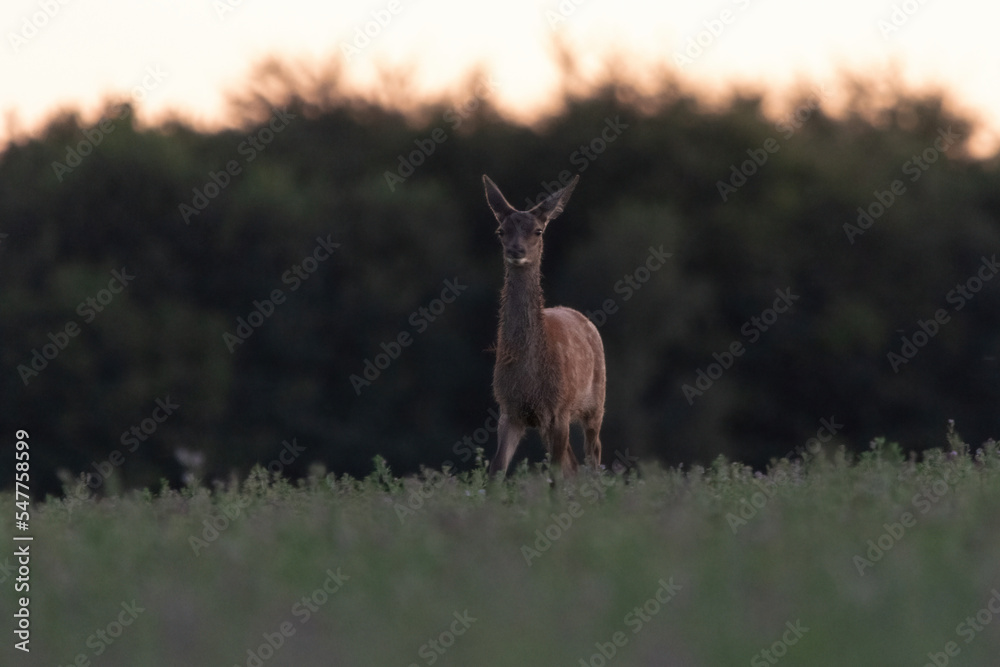 Biche Biche
