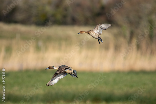 Canard (ducks) © Mr