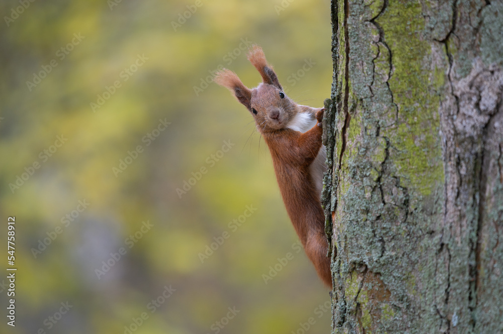 Eichhörnchen klettert an Baum und blickt neugierig