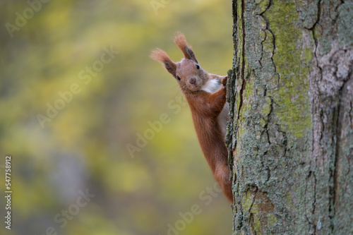 Eichhörnchen klettert an Baum und blickt neugierig © Ulrich
