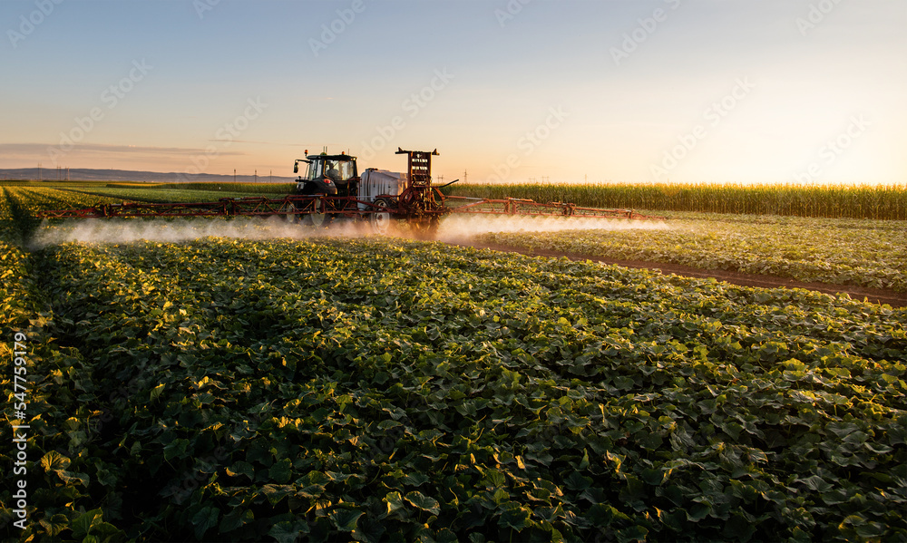 Tractor spraying vegetable field in sunset. Tractor spraying vegetable field in sunset.