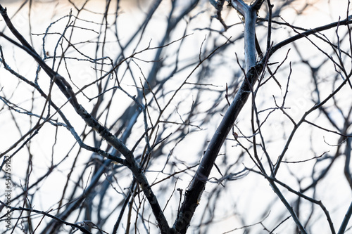 Shrub branches silhouette against snow