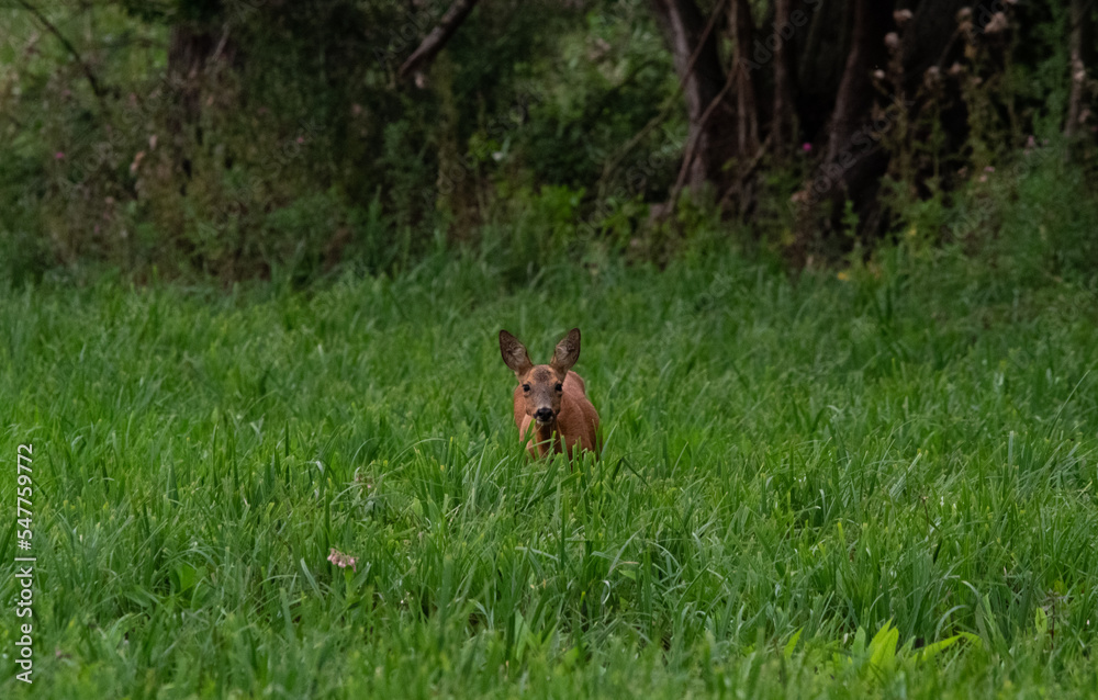 Naklejka premium Chevreuils