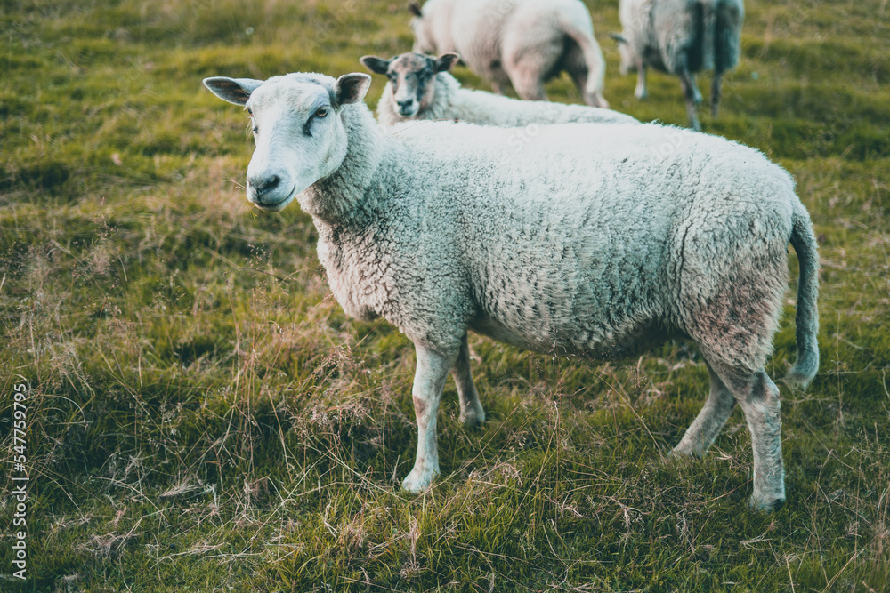 Curious sheep isolated on a farm in Norway Curious sheep isolated on a farm in Norway