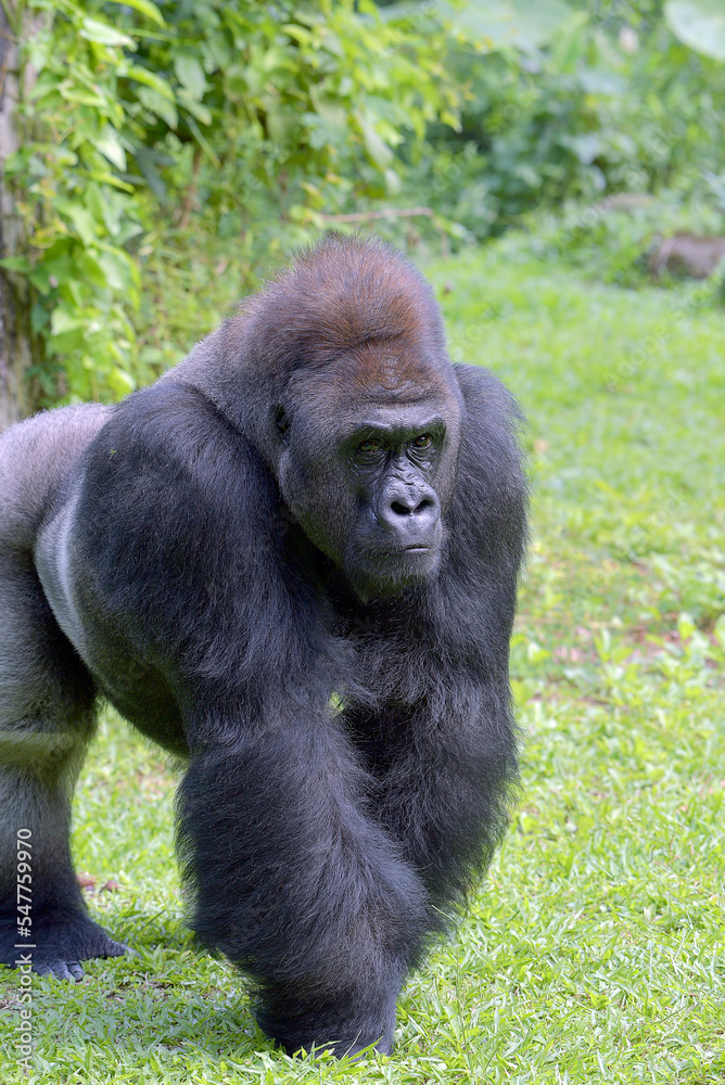 The gentle giant, Lowland silverback gorilla The gentle giant, Lowland silverback gorilla