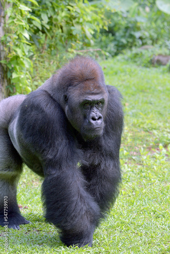 The gentle giant, Lowland silverback gorilla  © DS light photography
