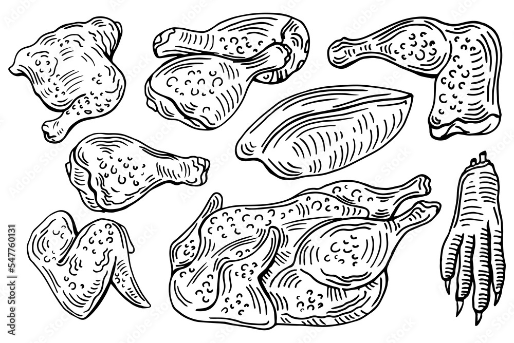 Chicken cuts, hen parts. Domestic bird meat set. Engraving sketch style. parts of carcass Chicken cuts, hen parts. Domestic bird meat set. Engraving sketch style. parts of carcass