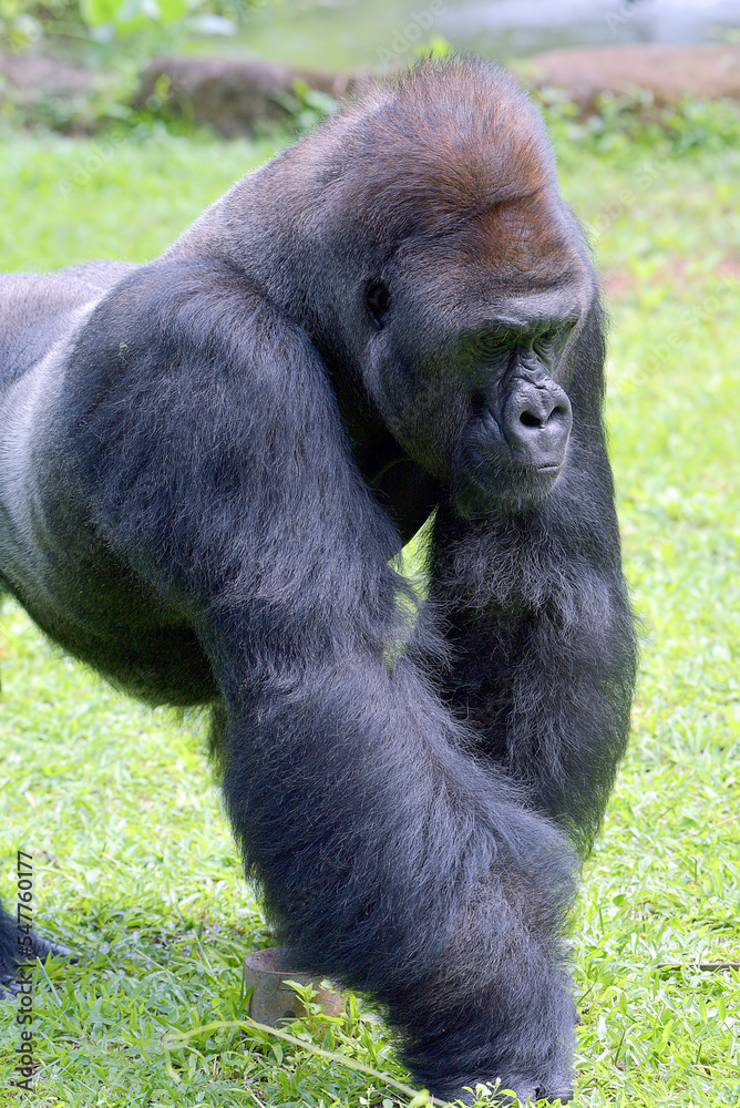 The gentle giant, Lowland silverback gorilla 