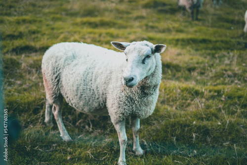 Curious sheep isolated on a farm in Norway