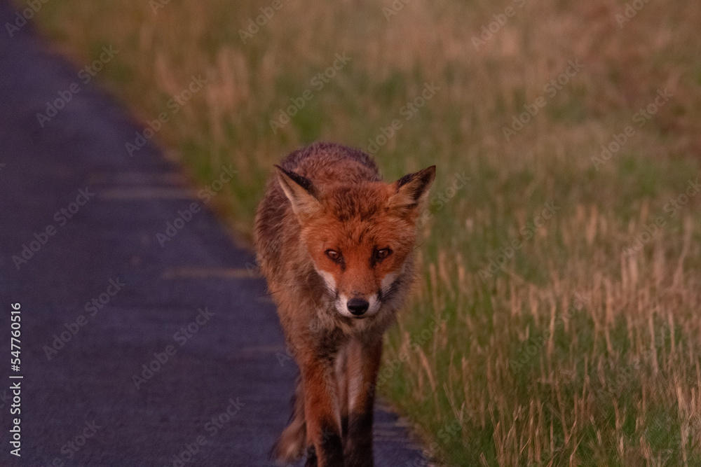 Fototapeta premium Renards