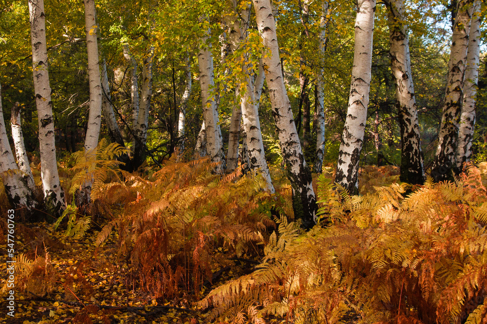 Obraz premium Autumn view of the famous white birch forest of Manziana in Lazio near Rome Italy