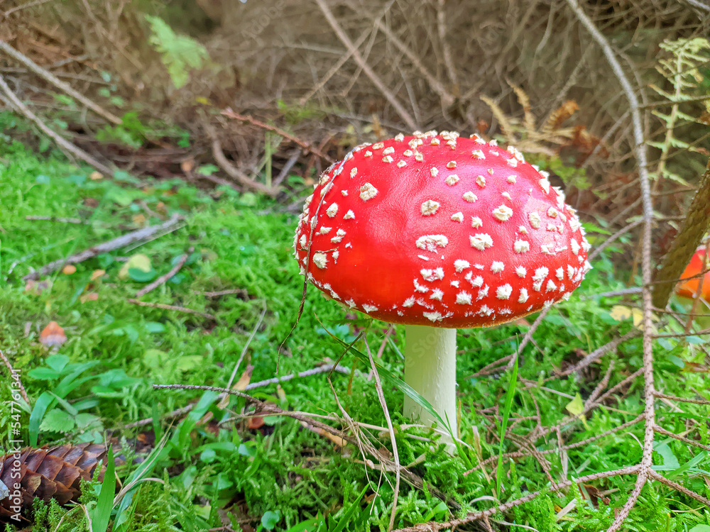 Fly agaric mushroom at the forest. Close up. Fly agaric mushroom at the forest. Close up.