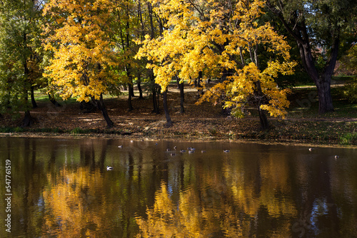 Lake with trees on the shore with yellowed foliage in autumn in sunny weather