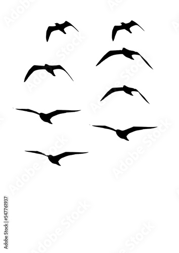 Möwe