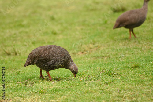 Cape Spurfowl foraging in Kirstenbosch Botanic Garden, Cape Town