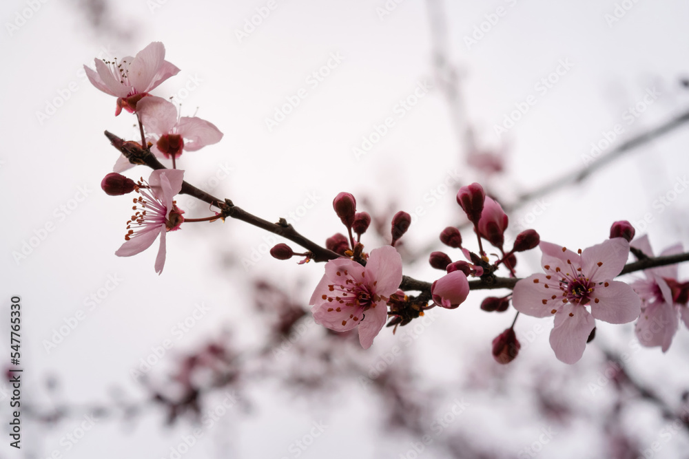 cherry blossom on white background on a foggy day
