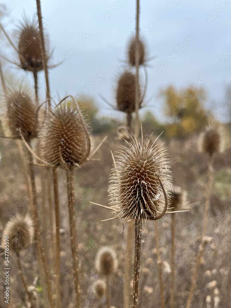 Closeup of brown cutleaf teasel seeds with blurred background Closeup of brown cutleaf teasel seeds with blurred background