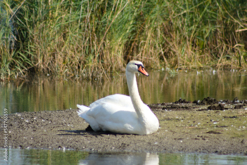 Closeup of swan sitting with plants and lake on background