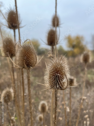 Closeup of brown cutleaf teasel seeds with blurred background