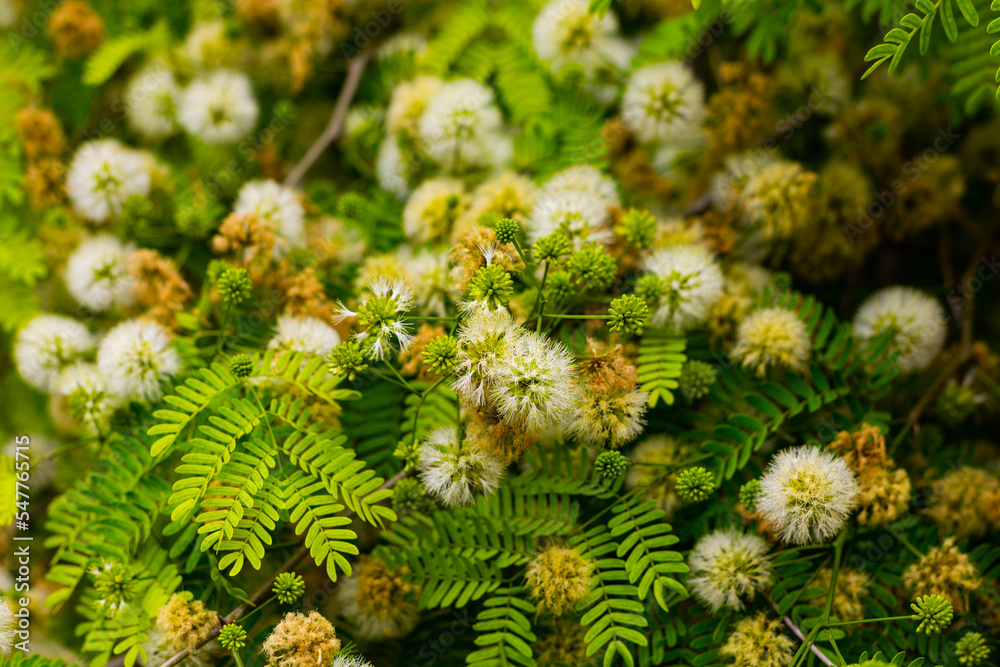 Tree with white fluffy balls flowers Leucaena leucocephala (leucaena glauca, mimosa leucocephala). Tree with white fluffy balls flowers Leucaena leucocephala (leucaena glauca, mimosa leucocephala).