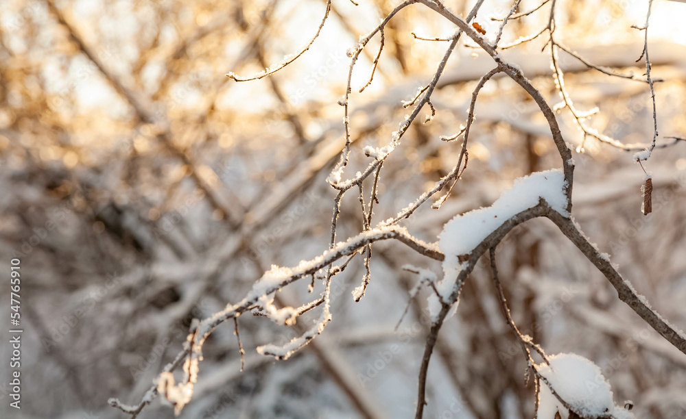 Snow-covered tree branches in the sunlight at the beginning of winter