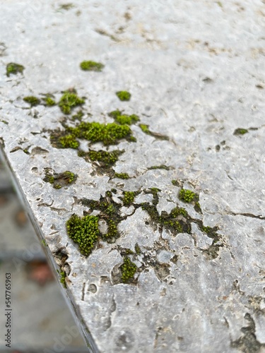 green moss on gray tiles