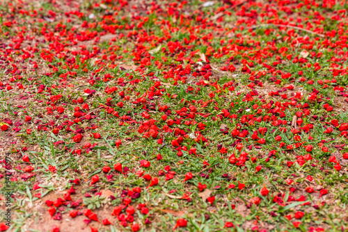 Close up of the bright red bell shaped flowers of the Brachychiton acerifolius or Illawarra flame tree