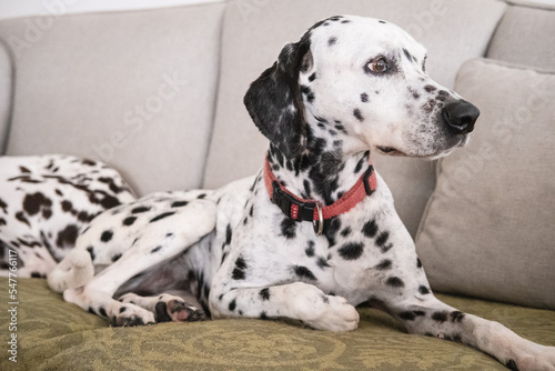 Dalmatian dog at home © danedwards