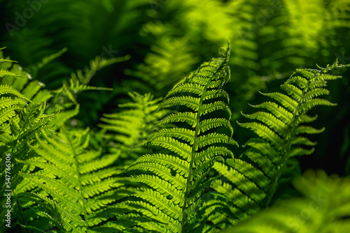 Green leaves of a young fern. Plants aesthetics background.