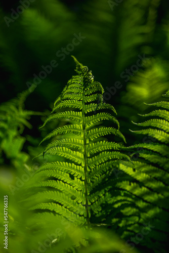 Green leaves of a young fern. Plants aesthetics background.