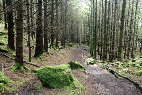 Landscape of green forest with trees photo