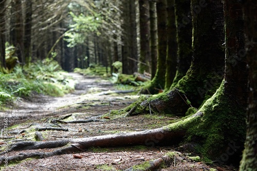 Landscape of green forest with trees photo