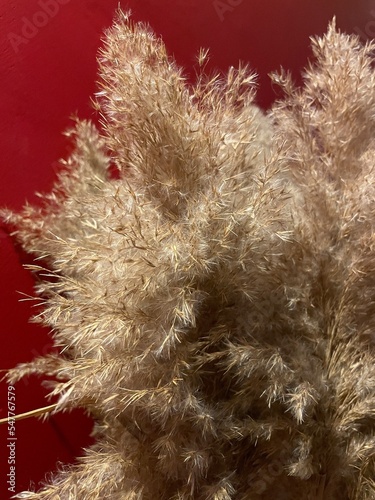 beige dry grass in a bouquet