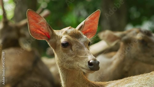 Close-up of a Bawean deer at Bali Zoo, Bali, Indonesia photo