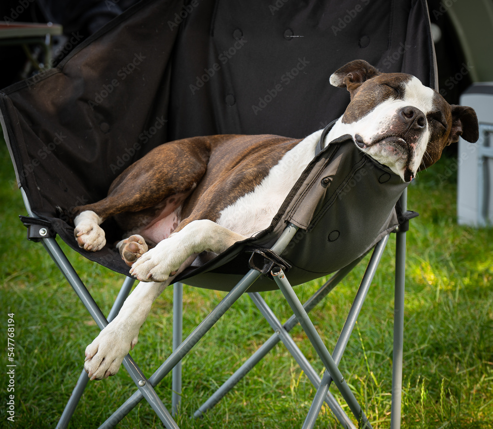 Dog sleeping on camp chair, dog friendly campsite, chilled dog Stock