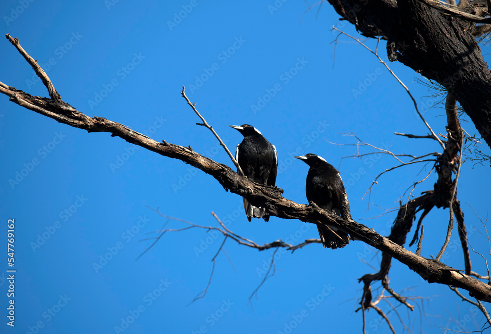 Australian Magpie (Gymnorhina tibicen) Australian Magpie (Gymnorhina tibicen)