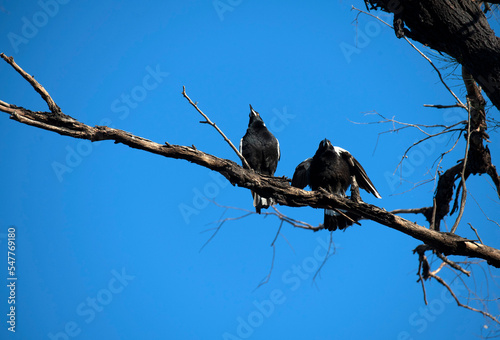 Australian Magpie (Gymnorhina tibicen) photo