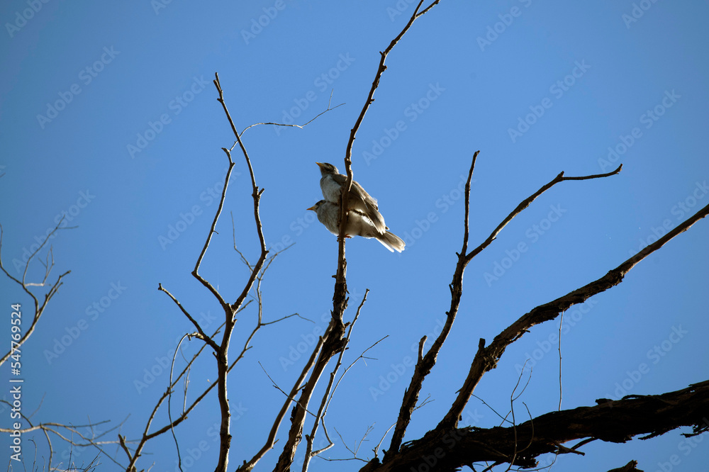 Australian Noisy Miner (Manorina melanocephala) Australian Noisy Miner (Manorina melanocephala)