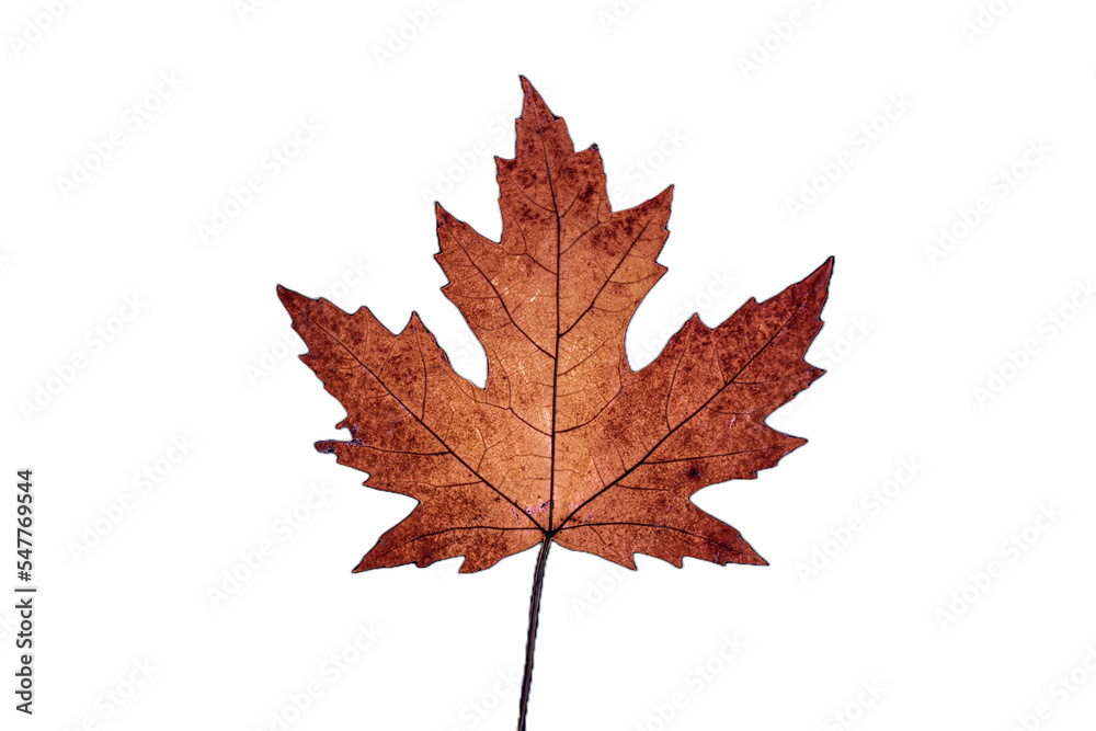 Naklejka premium autumn maple leaf 
