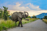 Aggressive African elephant at sunset in a national park during safari